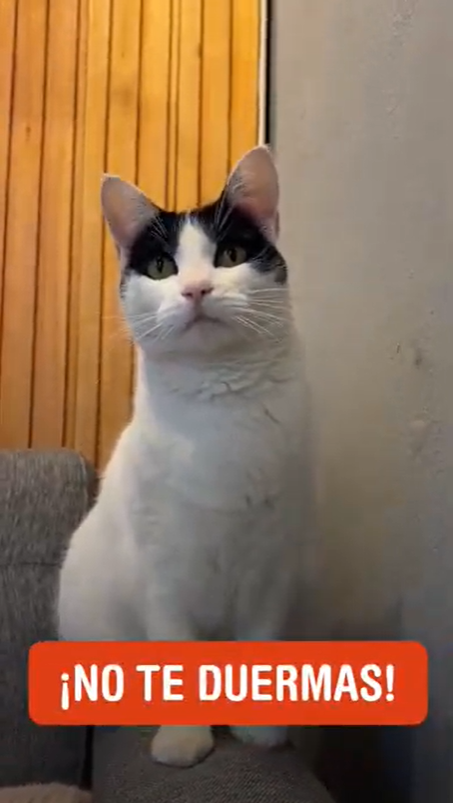 Video Previa TDM SALE