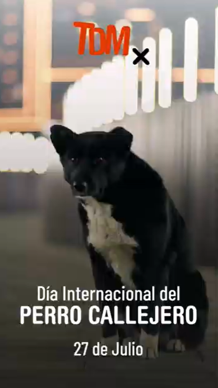 Video Día Internacional del Perro Callejero